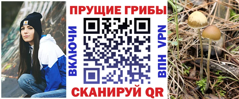 Галлюциногенные грибы Psilocybine cubensis  где можно купить   Елизово 